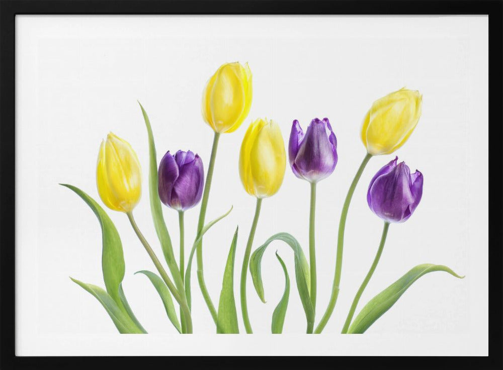 Tulp | Poster