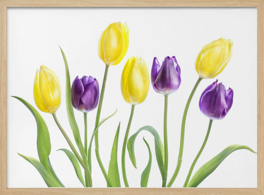 Tulp | Poster