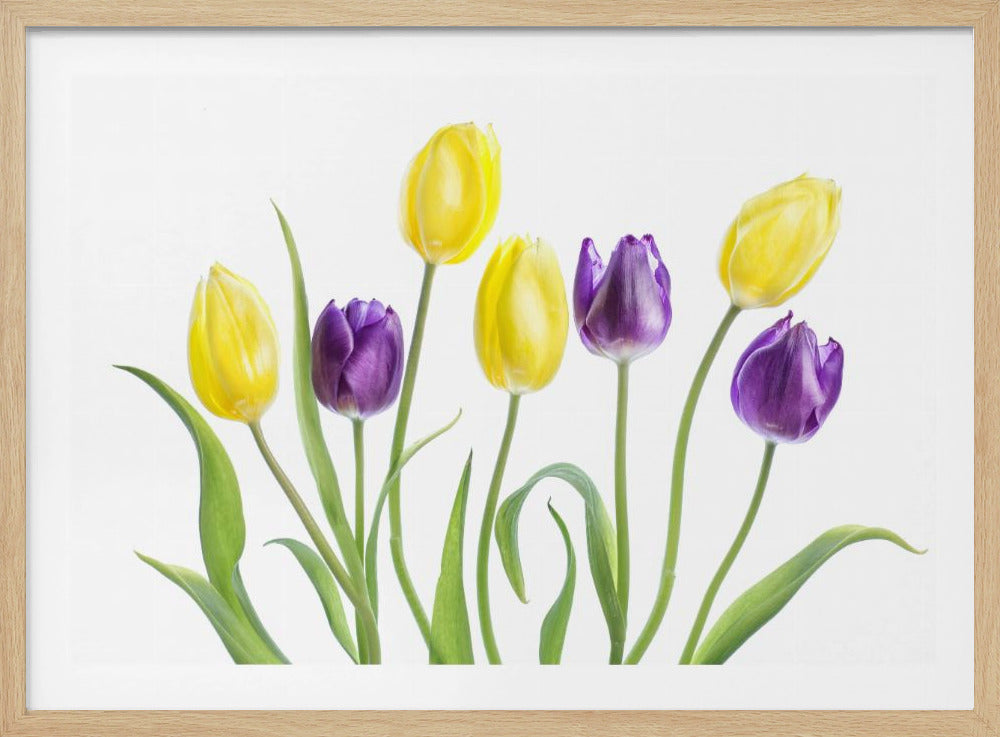 Tulp | Poster