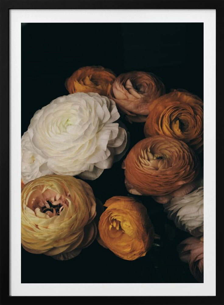 Ranonkel | Poster