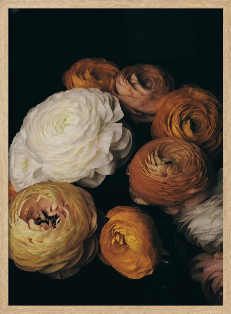 Ranonkel | Poster