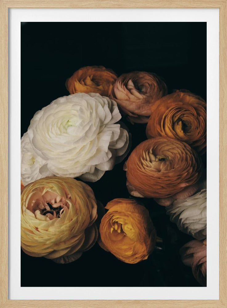 Ranonkel | Poster