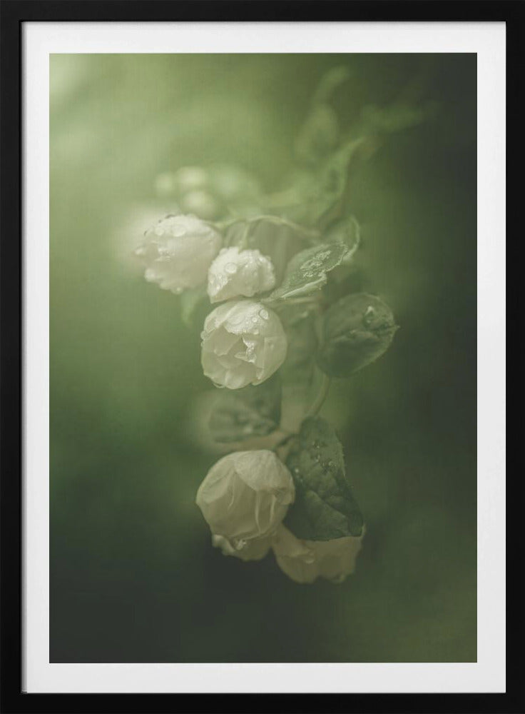 Jasmijn | Poster