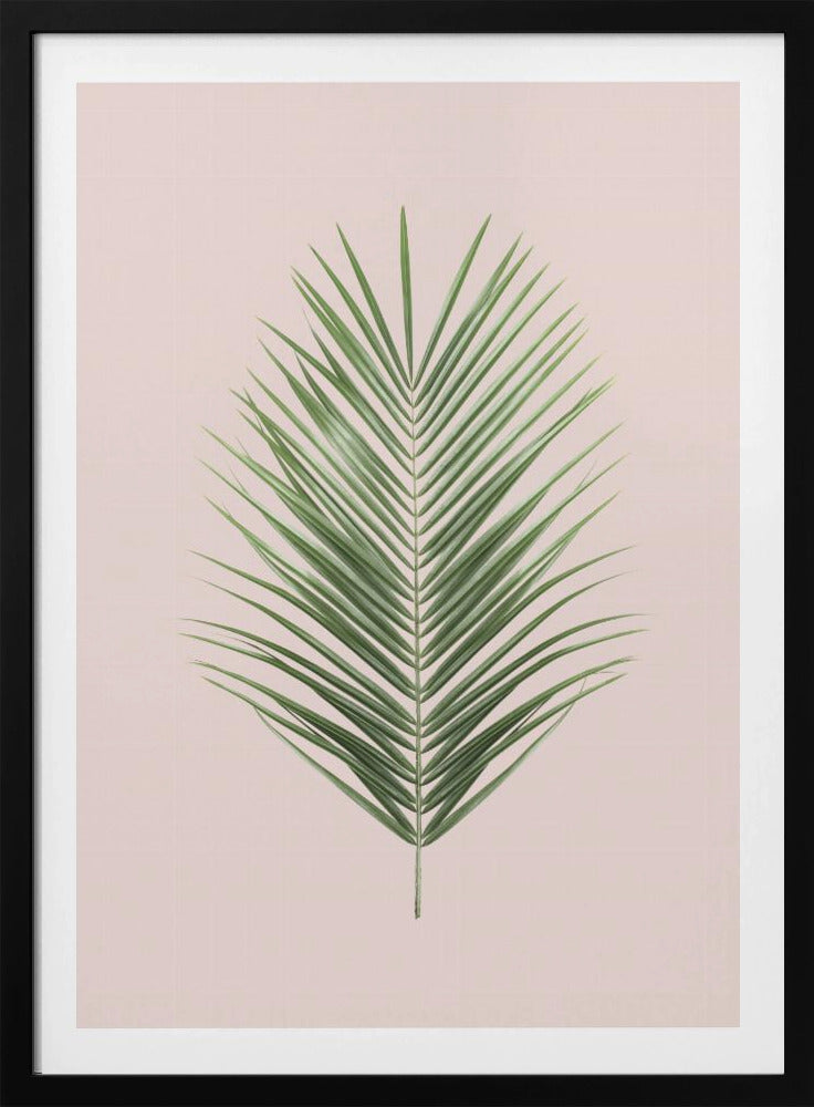 Palmblad Blush | Poster