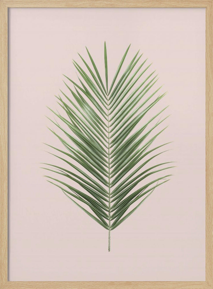 Palmblad Blush | Poster