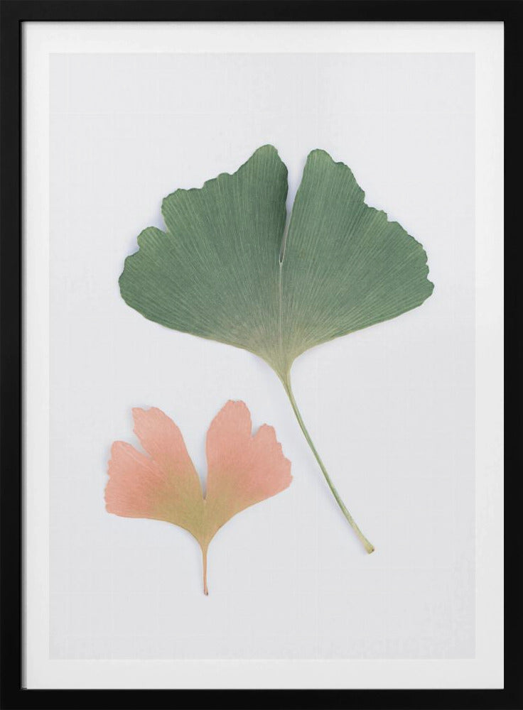 Pastelkleurige Ginkgo | Poster