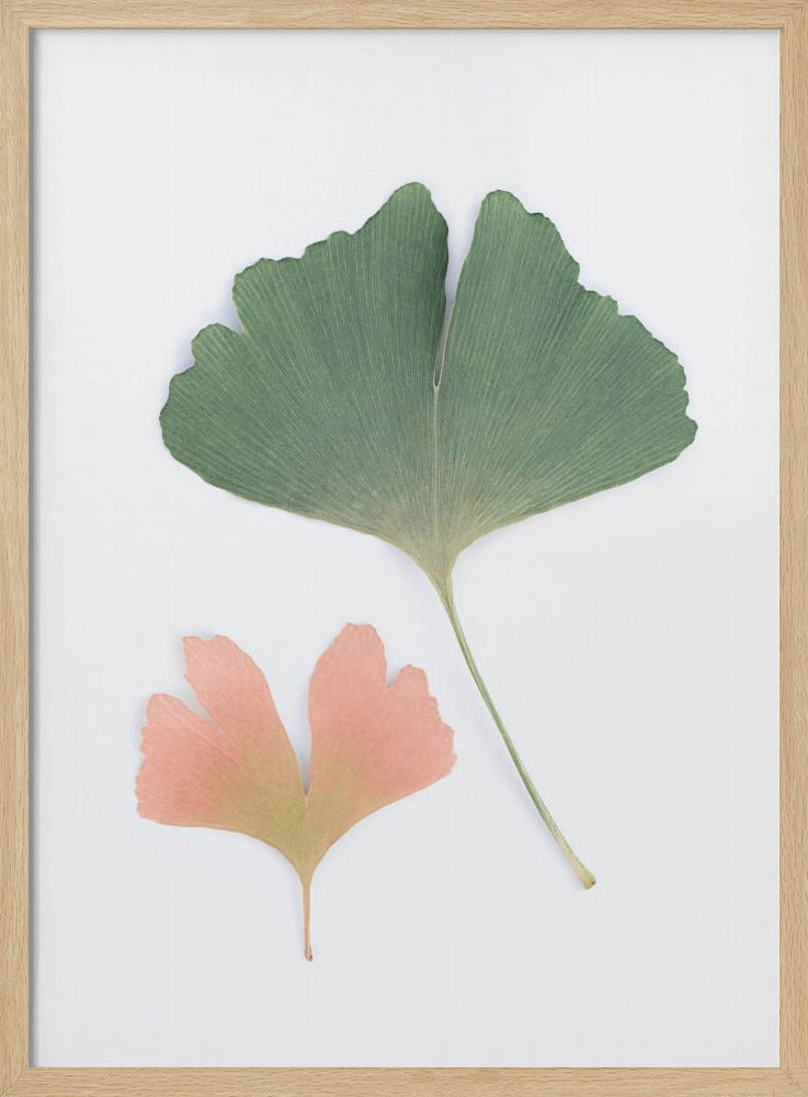 Pastelkleurige Ginkgo | Poster