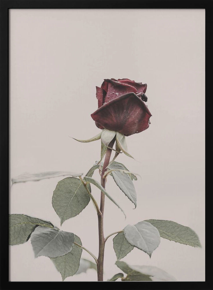 Roos | Poster