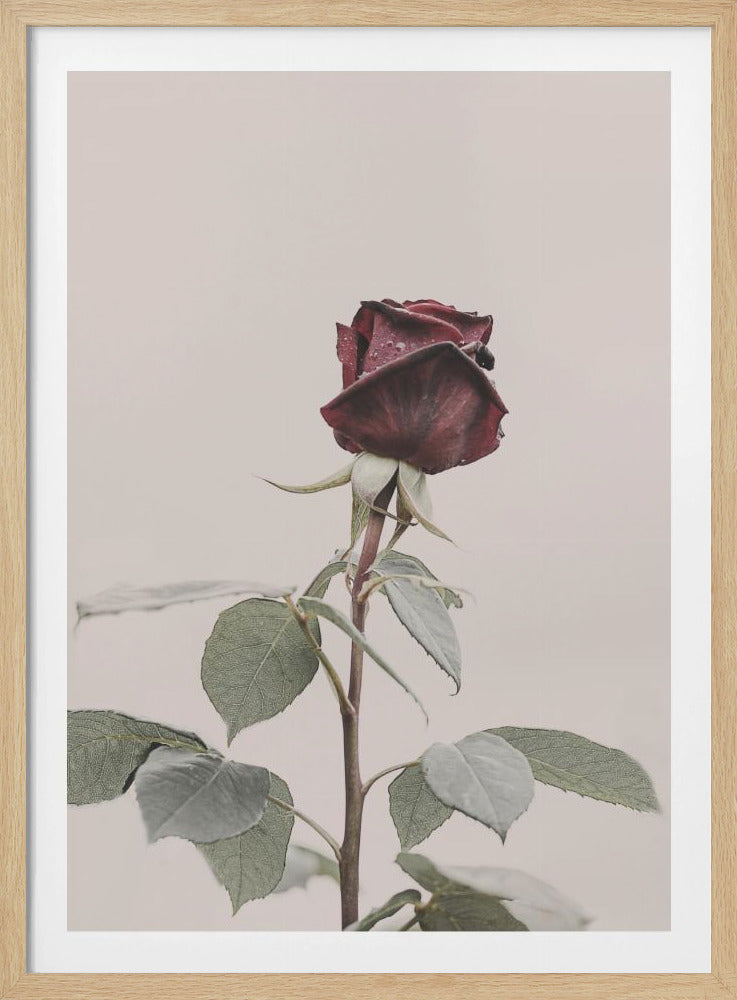 Roos | Poster
