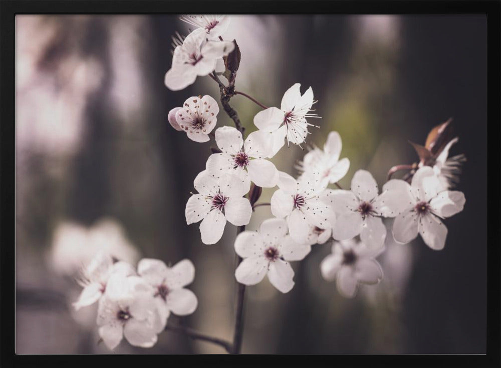 Bloesems | Poster