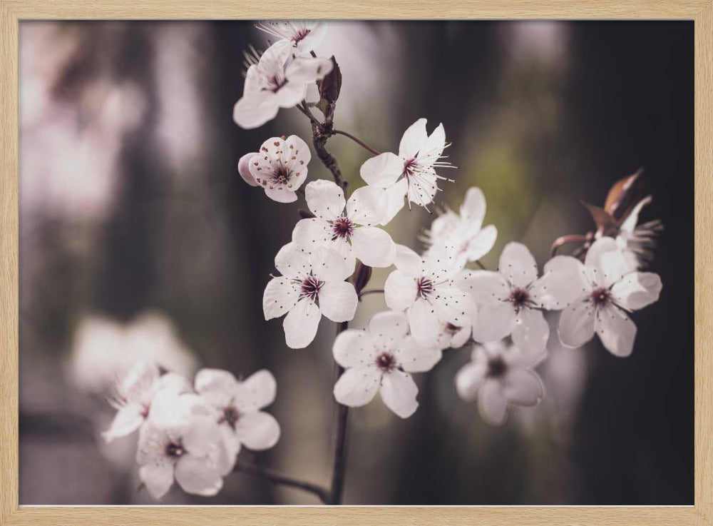 Bloesems | Poster
