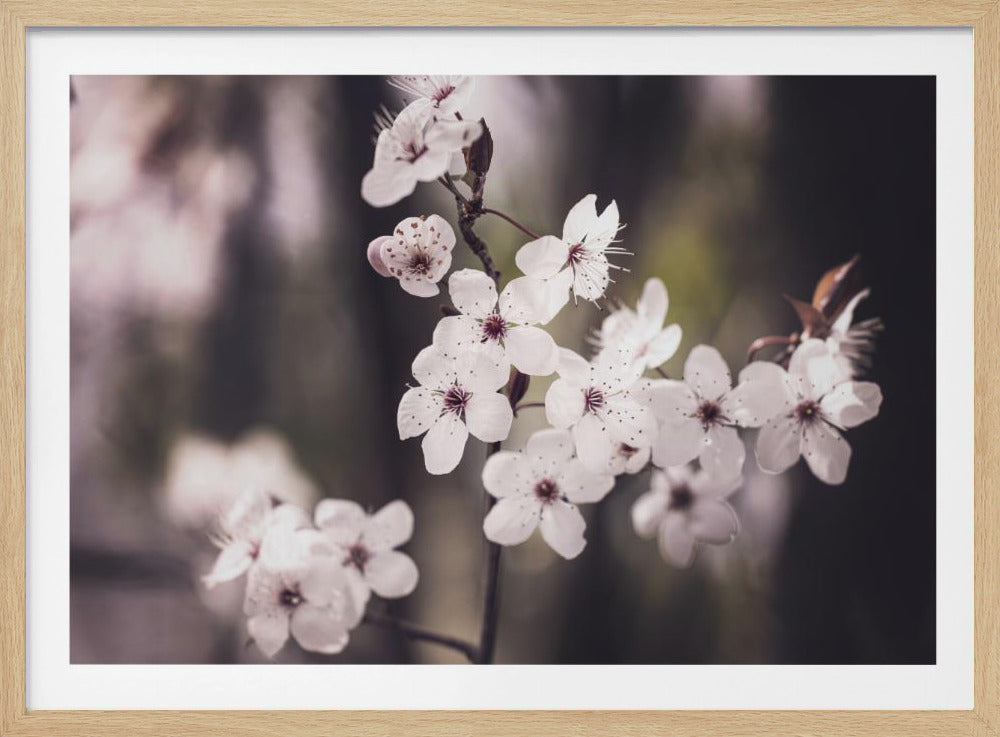 Bloesems | Poster
