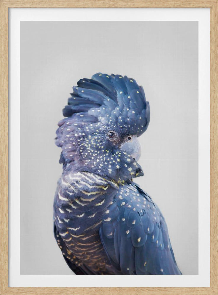 Zwarte Kaketoe | Poster