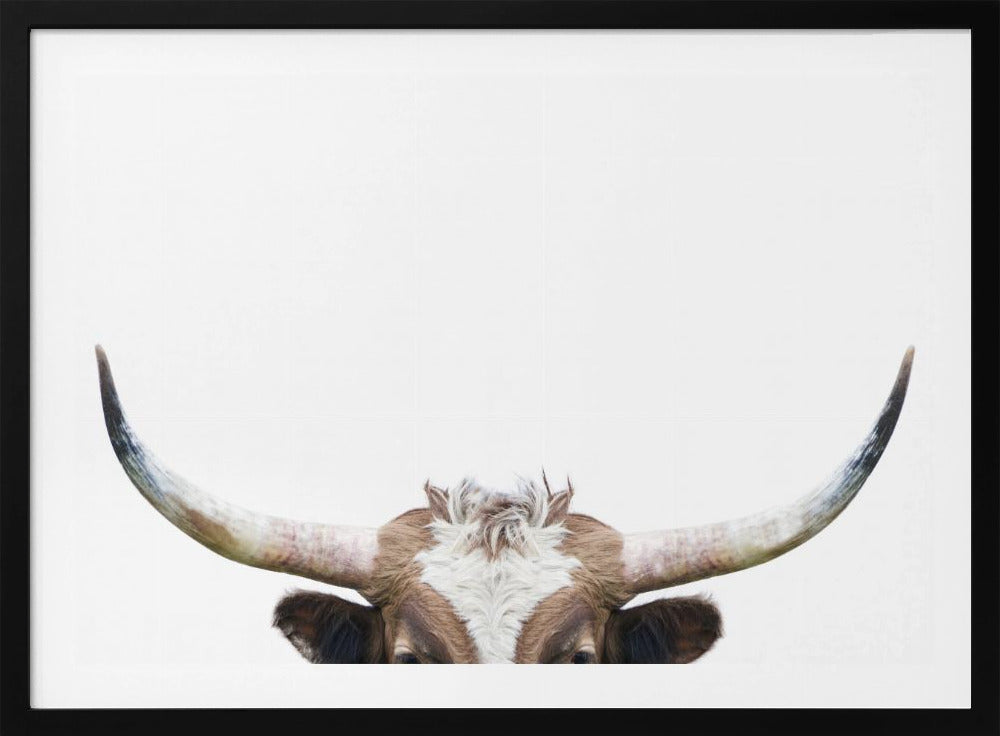Glurende Longhornkoe | Poster