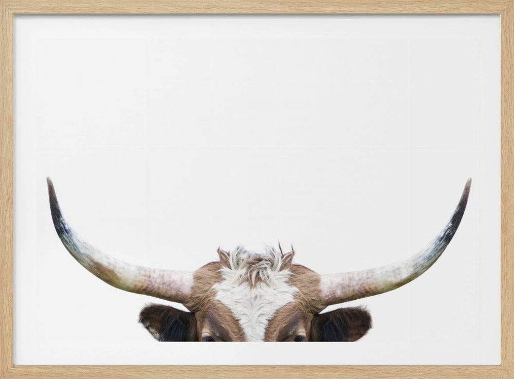 Glurende Longhornkoe | Poster