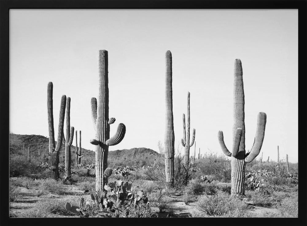Grijs Cactusland | Poster