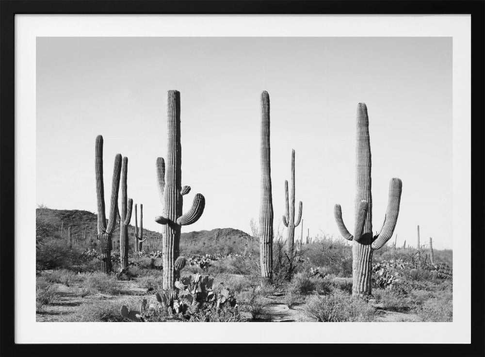 Grijs Cactusland | Poster