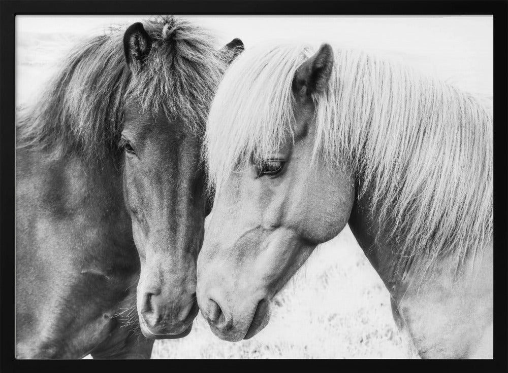 Paardenliefde | Poster