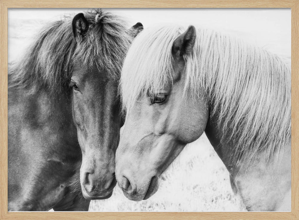 Paardenliefde | Poster