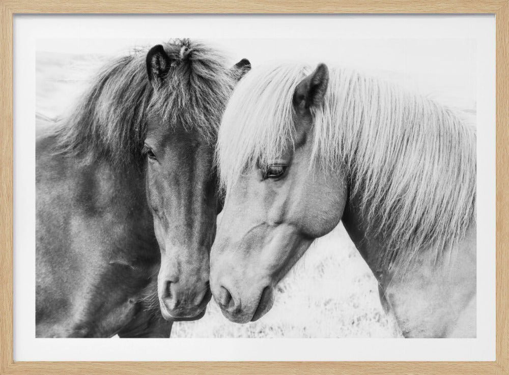 Paardenliefde | Poster