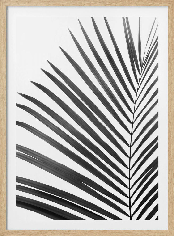 Zwart-wit palmblad | Poster