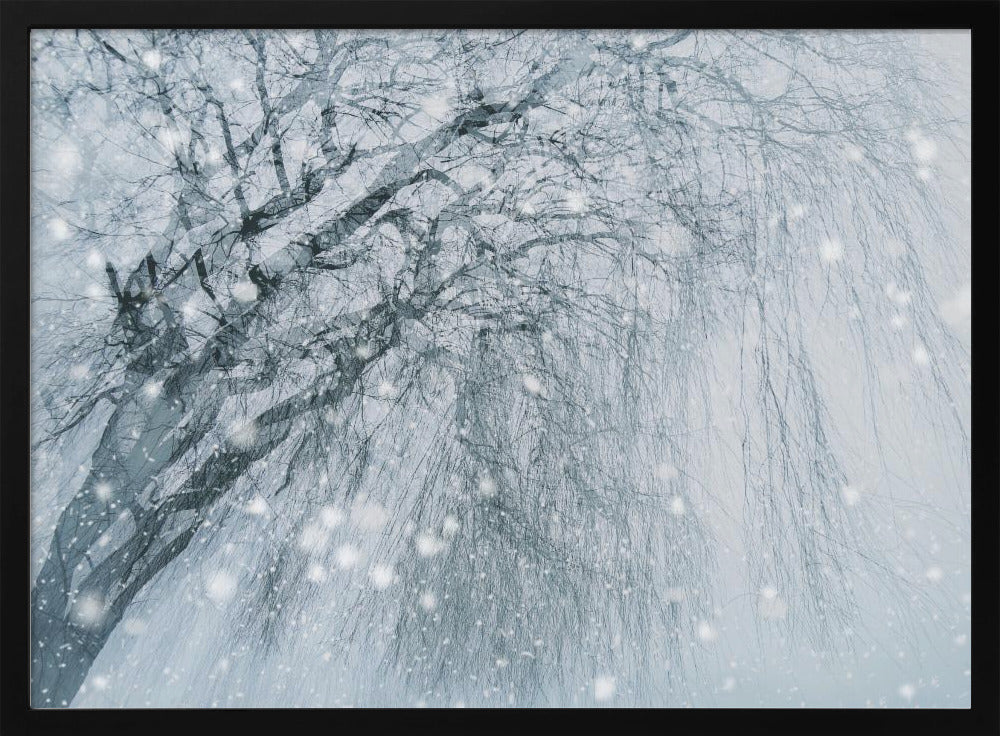 Winterboom | Poster