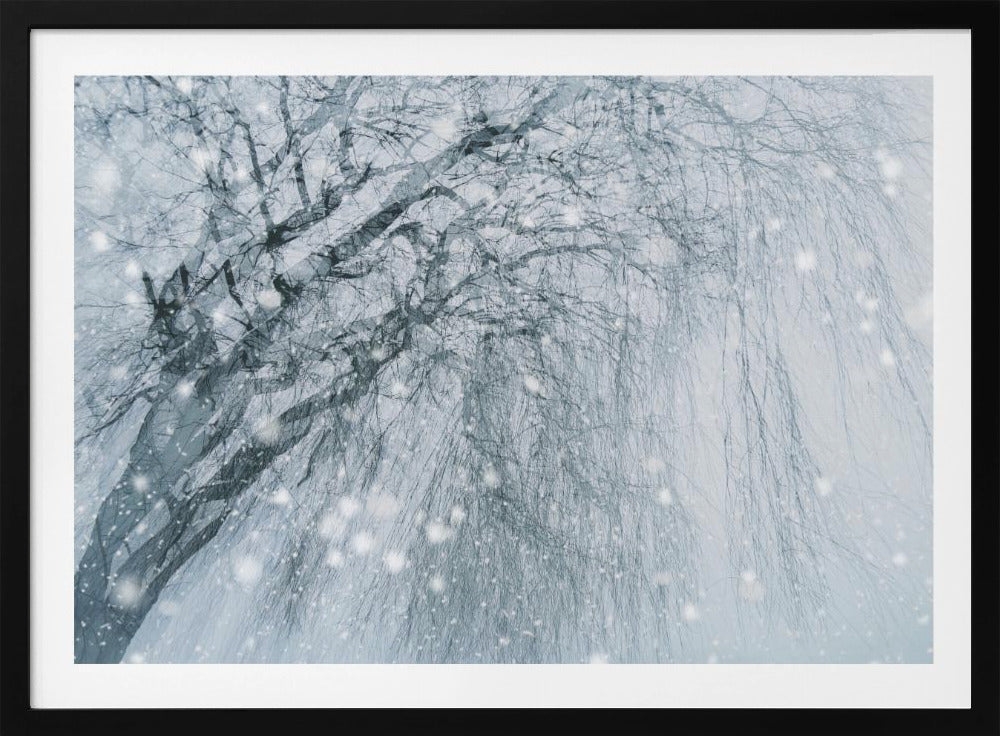 Winterboom | Poster