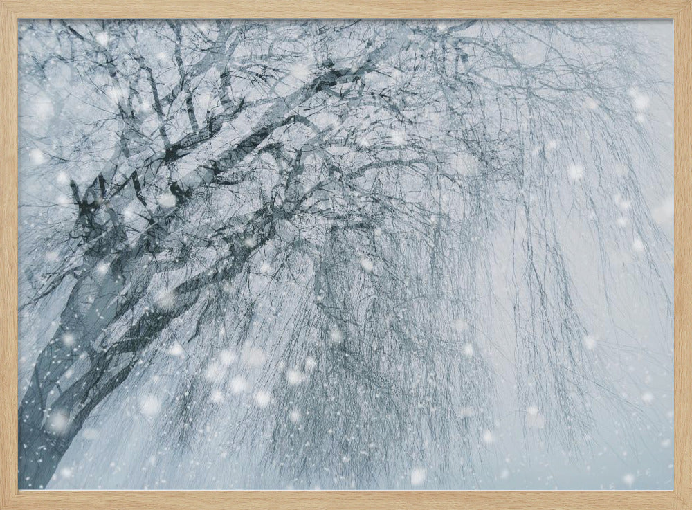 Winterboom | Poster