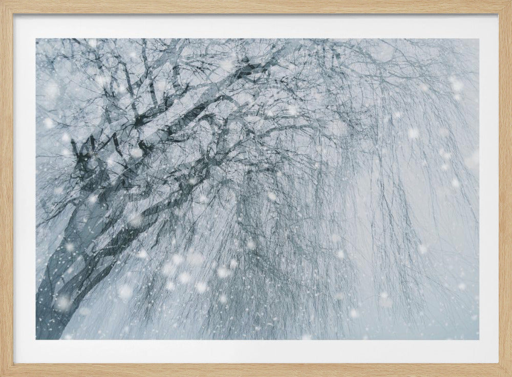 Winterboom | Poster