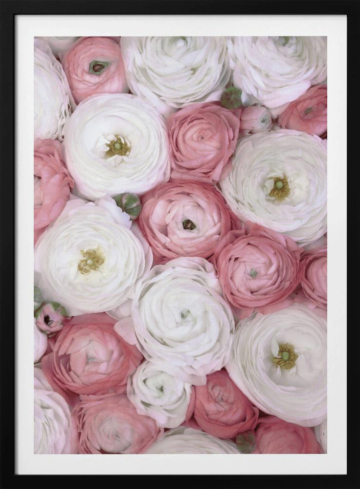 Verspreide ranonkel in gedempt roze I | Poster
