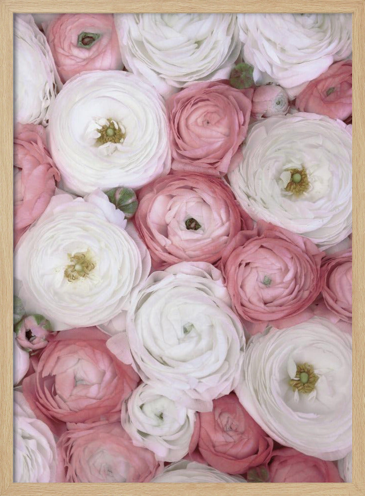 Verspreide ranonkel in gedempt roze I | Poster