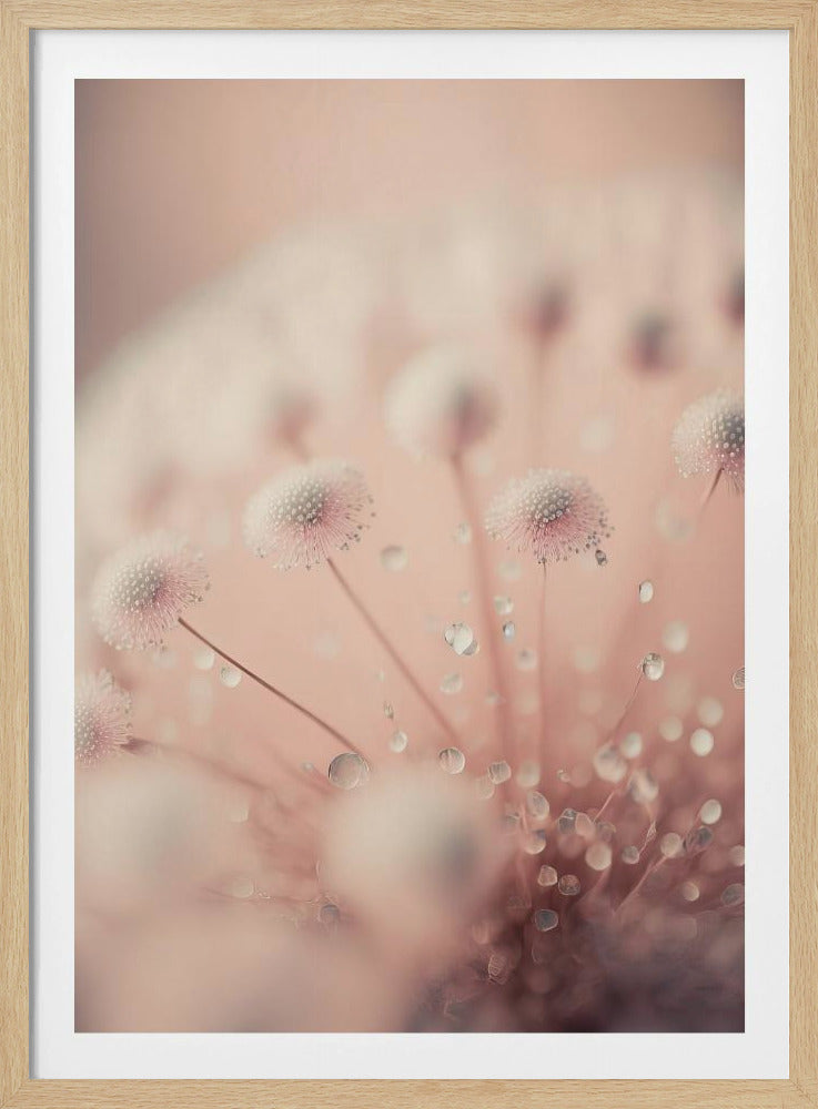 Dromerige druppels | Poster