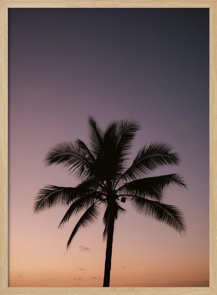 Costa Ricaanse palmboom | Poster