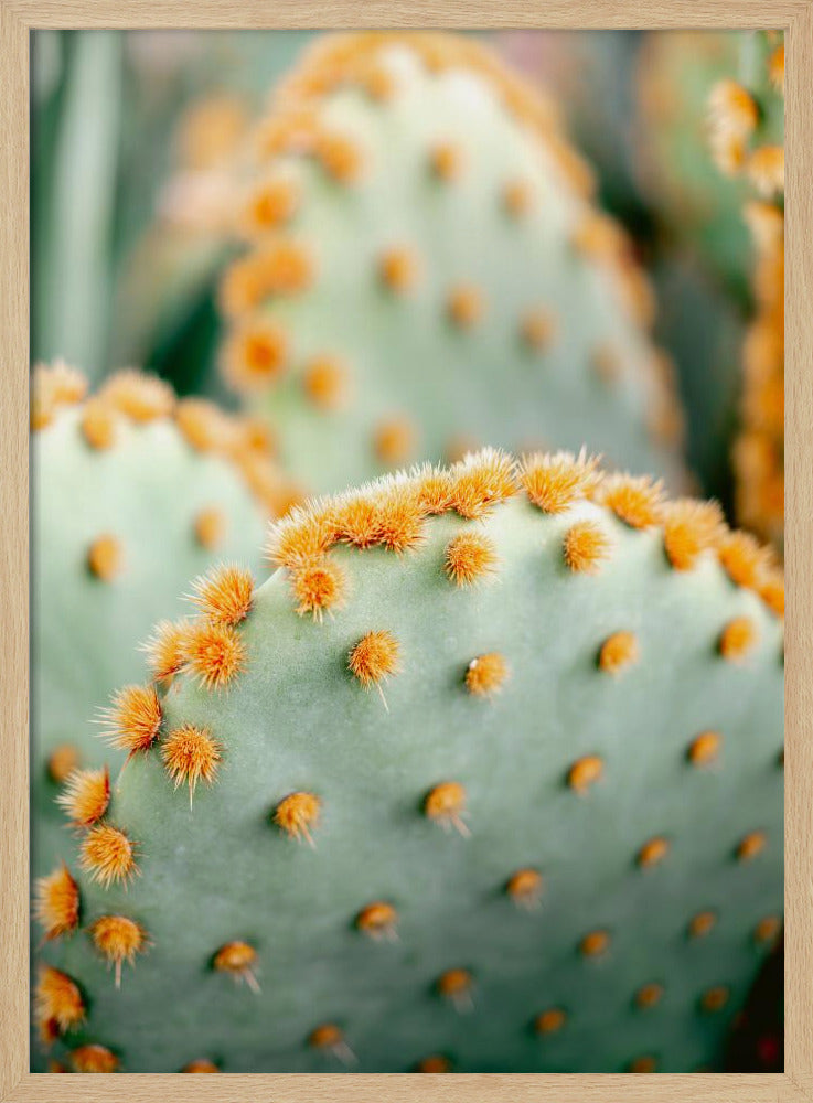 Oranje en Groen II - Botanische fotografie van Marrakech | Poster