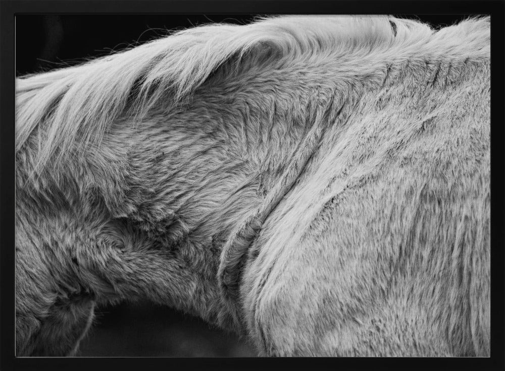 Horse II | Poster