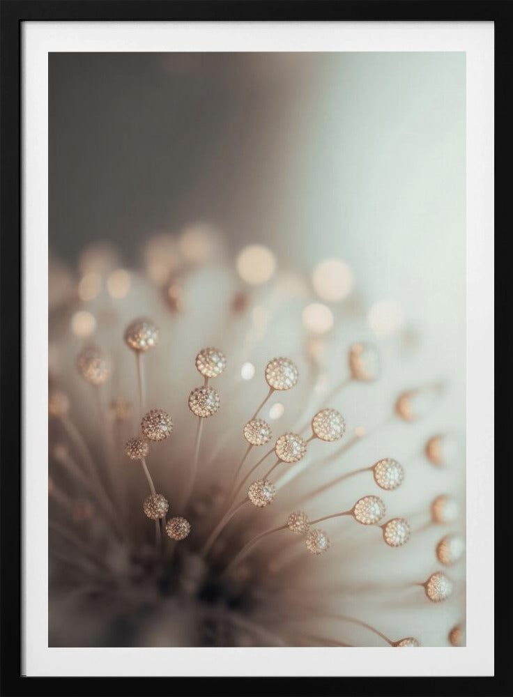 Dreamy Dandelion | Poster
