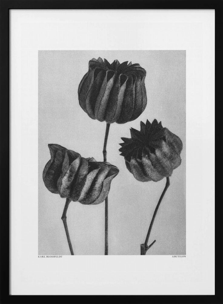 Abutilon (Limoenkaasjeskruid | Poster