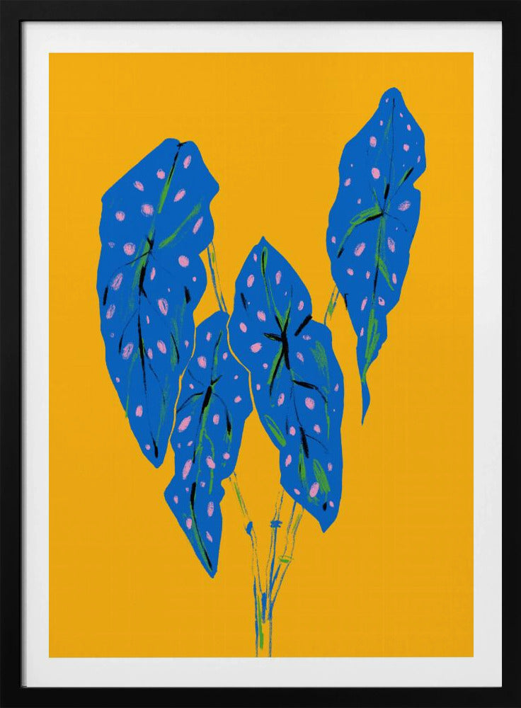 Begonia Maculata Blauw en Geel | Poster