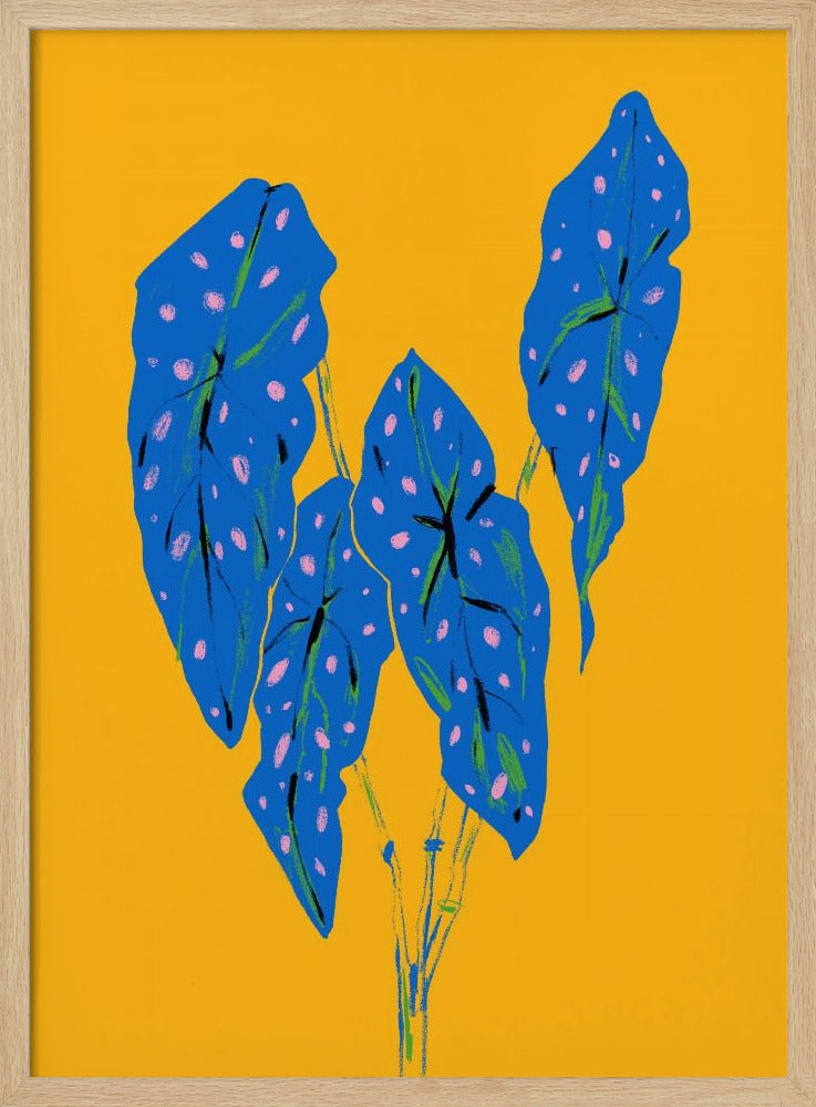 Begonia Maculata Blauw en Geel | Poster