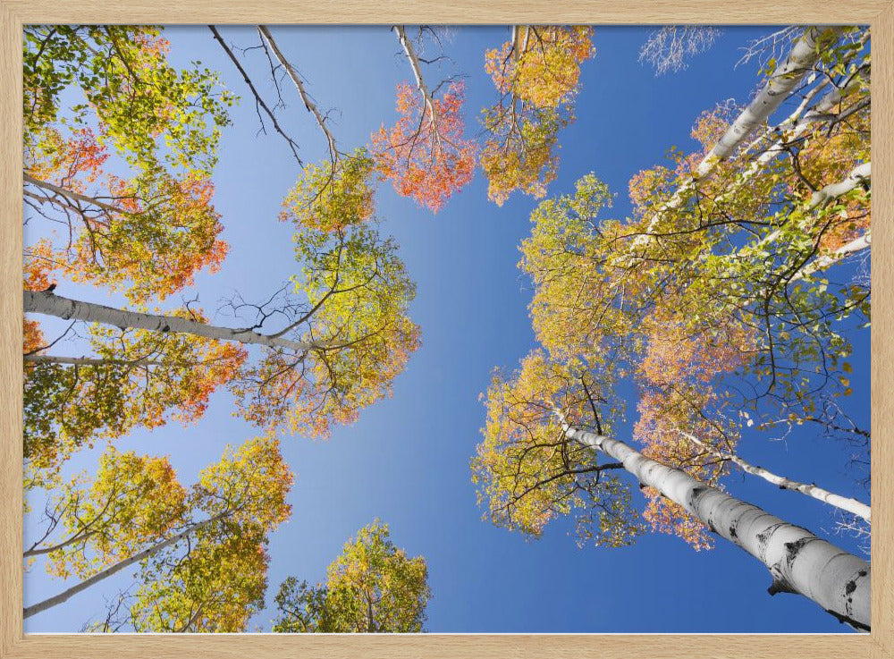 Herfstberken | Poster