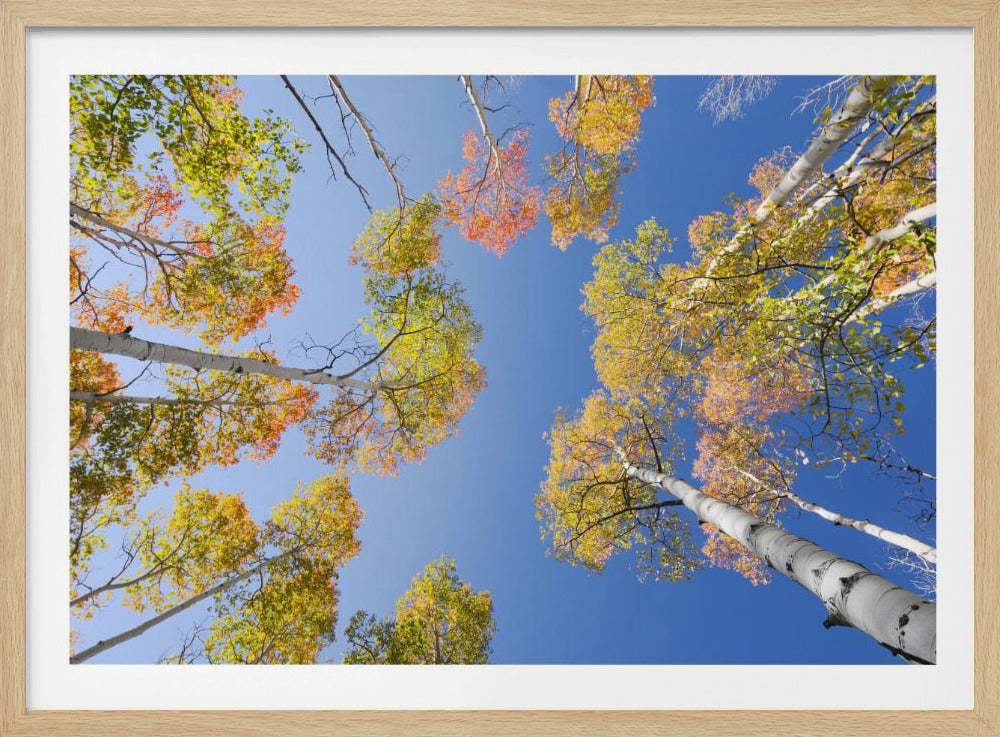 Herfstberken | Poster