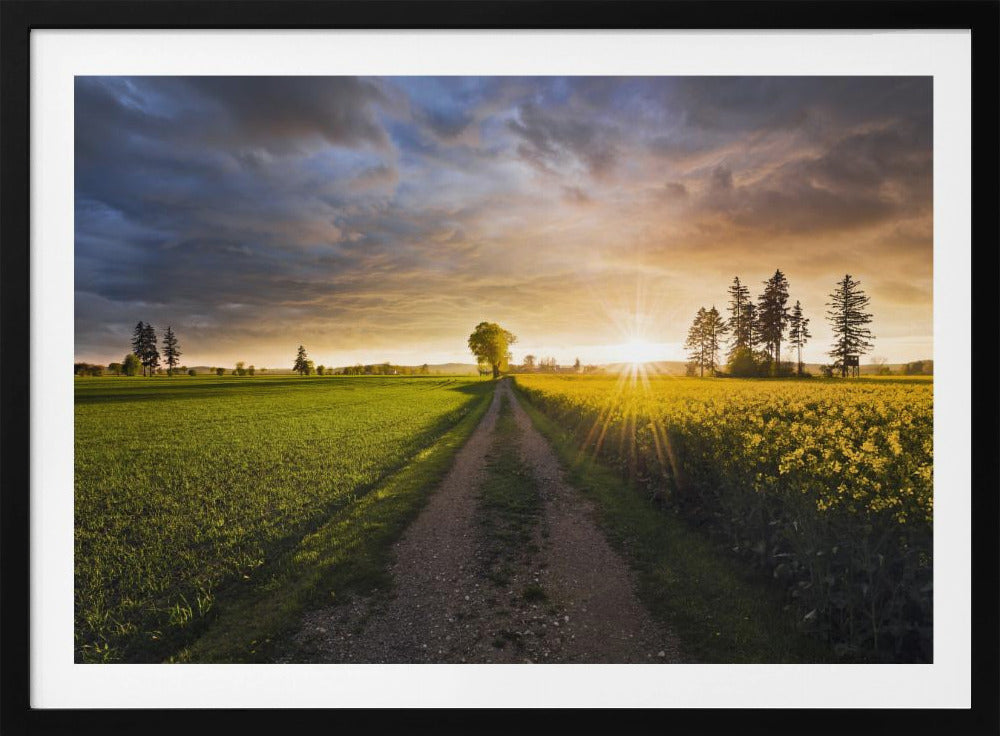 Zomerweide | Poster