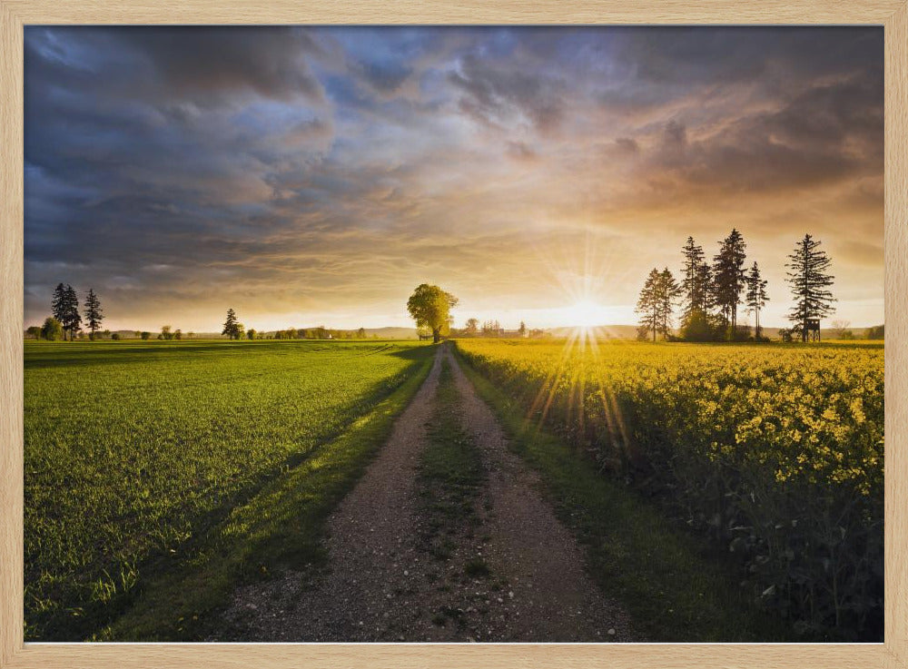 Zomerweide | Poster