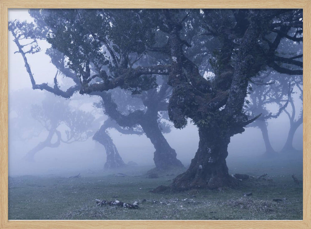 Blauwe bossen | Poster