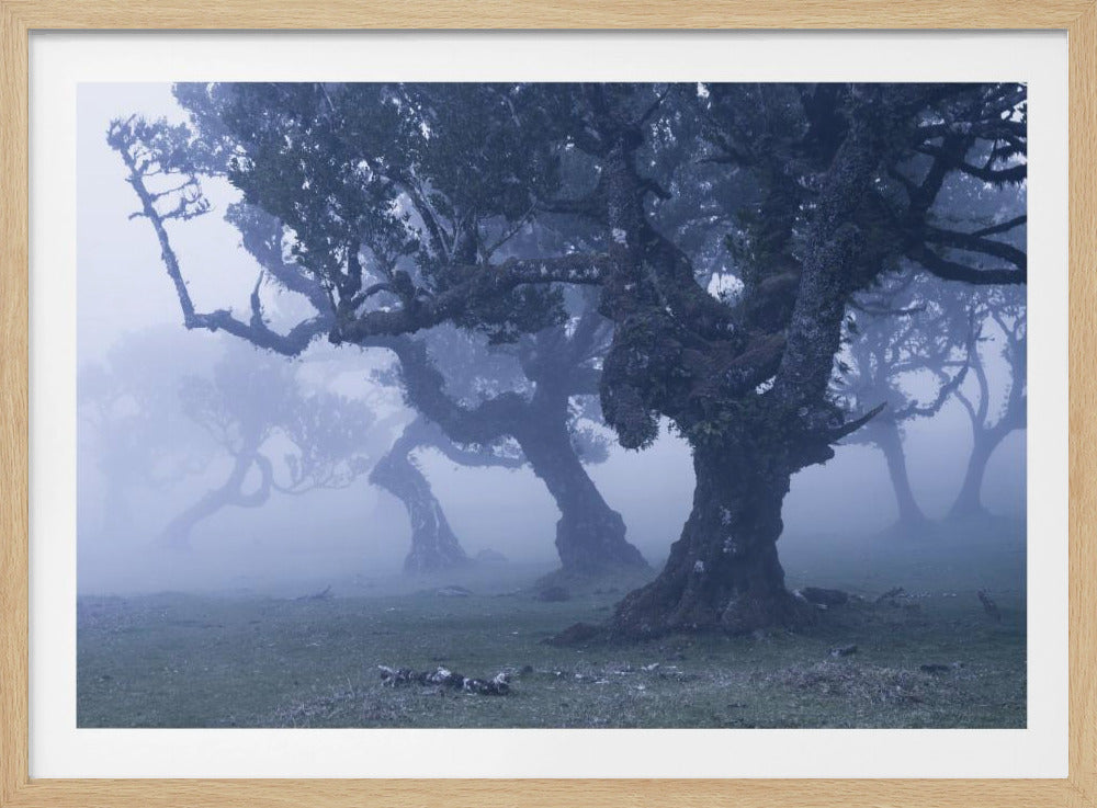 Blauwe bossen | Poster
