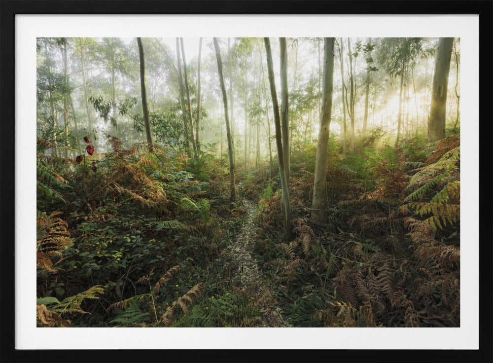 Mistige bossen II | Poster