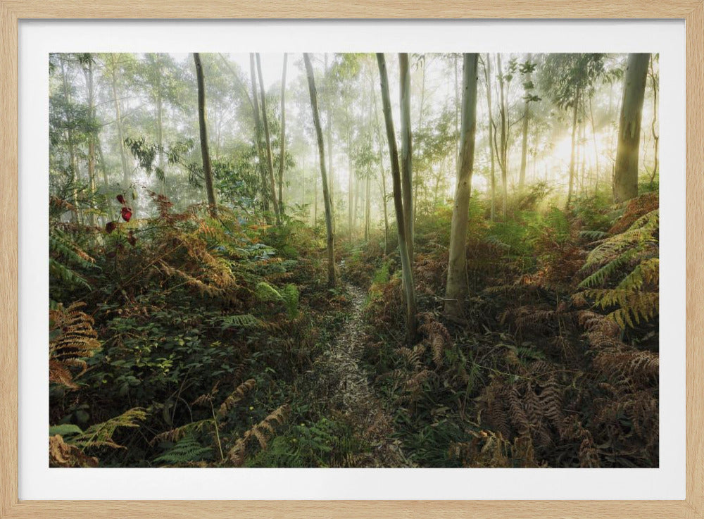 Mistige bossen II | Poster