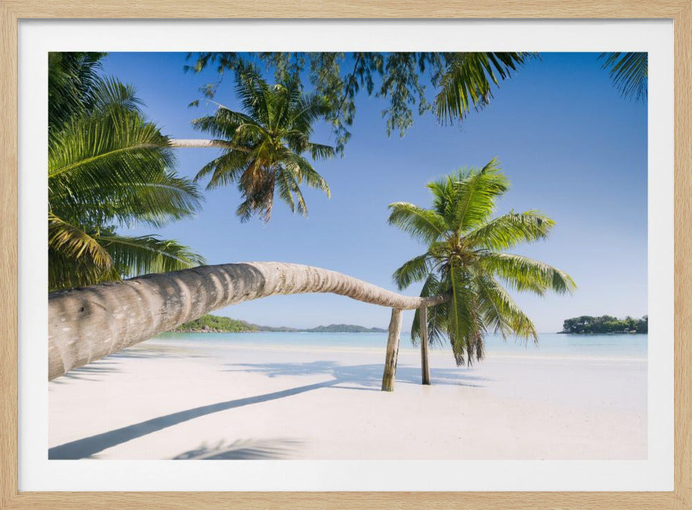 Tropische palm | Poster
