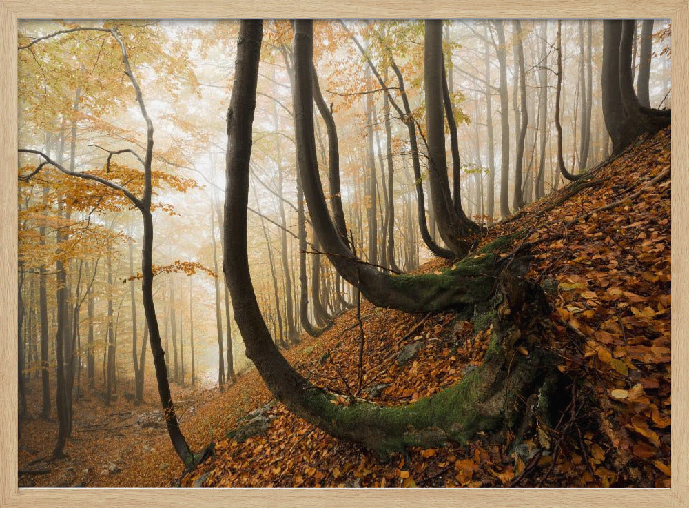 Mystiek herfstbos | Poster