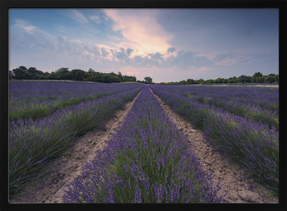 Blauwe Lavendel | Poster